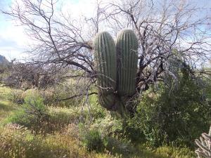 Granite Mountain 97
