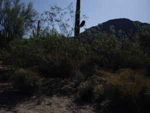 Desert Highlands 418