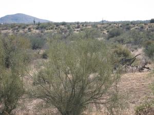 Sunrise Desert Vistas 4