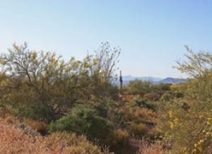 South of Rio Verde 0