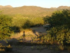 Tonto Verde 582