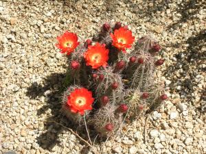 Granite Mountain 75