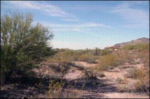 Tecolote 21
