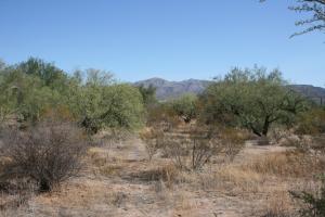 Tonto Verde 385
