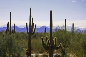 Pinnacle Peak Place 70