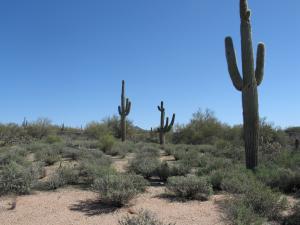 Whisper Rock 79