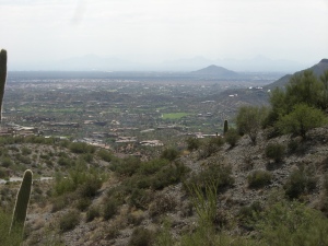 Saguaro Forest 251