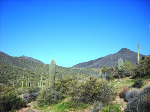 Saguaro Forest 284