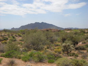 Gambel Quail 98