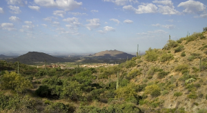 Saguaro Forest 253
