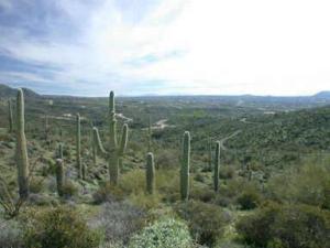 Carefree Ranch Homesteads 12C