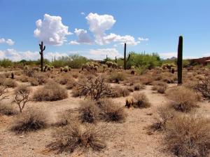 Desert Diamond 42