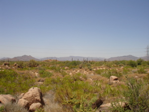Talus 1