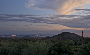 Saguaro Forest 21