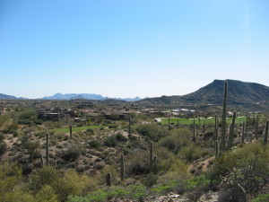 Saguaro Forest 108