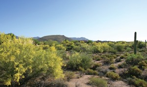 Gambel Quail 154