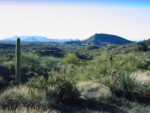 Saguaro Forest 319