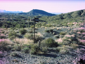 Saguaro Forest 320