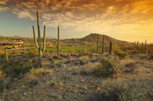 Saguaro Forest 109
