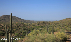 Saguaro Forest 292
