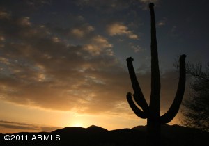 Saguaro Forest 49