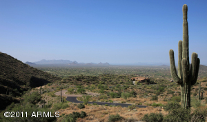Saguaro Forest 246