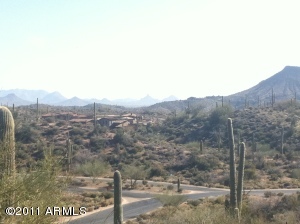 Saguaro Forest 293