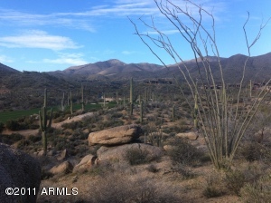 Saguaro Forest 123