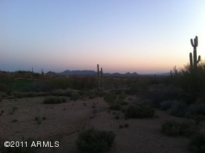 Saguaro Forest 30