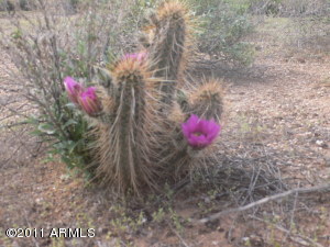 Pinnacle Peak Paradise 2