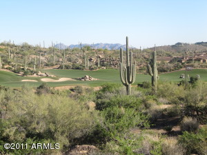 Saguaro Forest 256