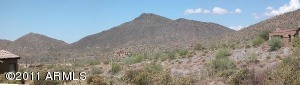 Saguaro Forest 181
