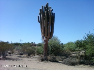 Tonto Verde 433