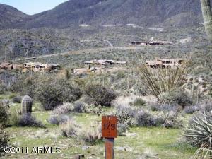 Saguaro Forest 179