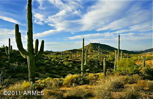 Saguaro Forest 47