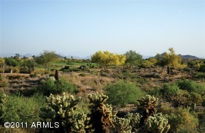 Gambel Quail 204