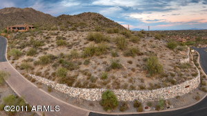 Saguaro Forest 241