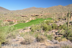 Saguaro Forest 145