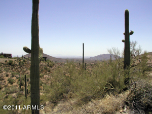 Saguaro Forest 183