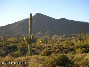 Saguaro Forest 156