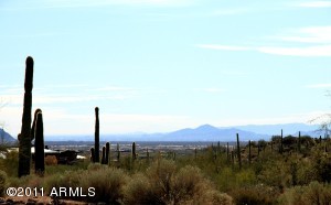 Saguaro Forest 10