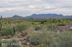 Saguaro Forest 12