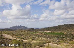 Saguaro Forest 141