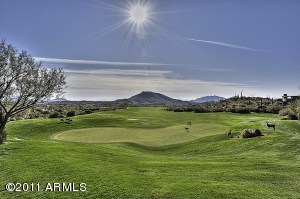 Saguaro Forest 40