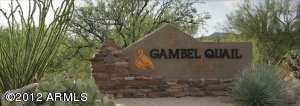 Gambel Quail 29