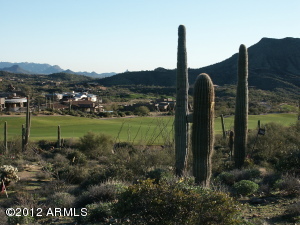 Saguaro Forest 110