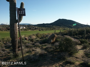 Saguaro Forest 111