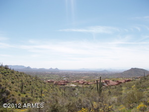 Saguaro Forest 244