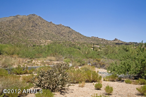 Saguaro Forest 31