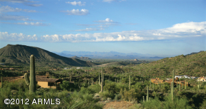 Saguaro Forest 307